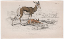 The Springer or Springbock (Springbok)